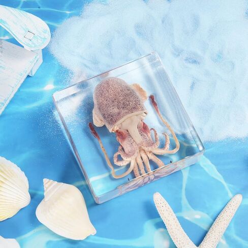 Taxidermy Turtle, Authentic Preserved Turtle Specimen in Resin - Real Taxidermy Animal for Science Education & Gothic Home Decor - Unique Gift Biological Display Piece in Saudi Arabia