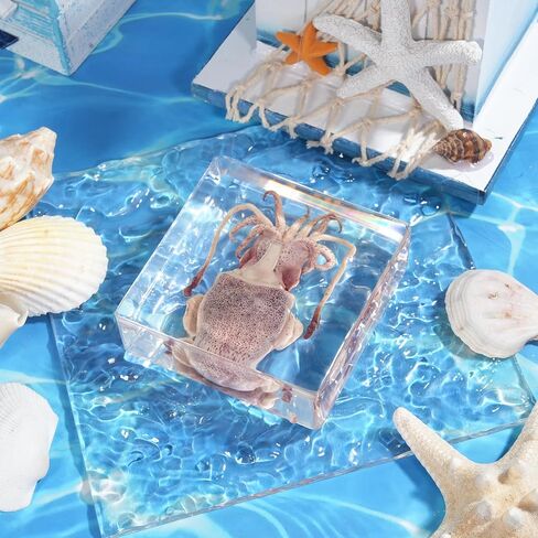 Taxidermy Turtle, Authentic Preserved Turtle Specimen in Resin - Real Taxidermy Animal for Science Education & Gothic Home Decor - Unique Gift Biological Display Piece in Saudi Arabia
