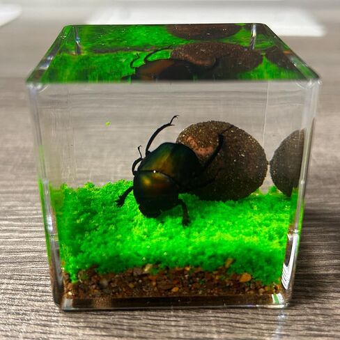 Real Insect in Resin Specimen,Interesting Dung Beetle Pushes Dung Ball Micro-Landscape,Insect Taxidermy Crafts Collection Paperweight(Dung Beetle) in Saudi Arabia