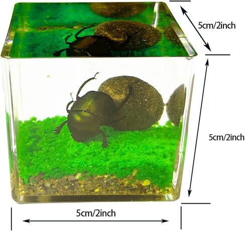 Real Insect in Resin Specimen,Interesting Dung Beetle Pushes Dung Ball Micro-Landscape,Insect Taxidermy Crafts Collection Paperweight(Dung Beetle) in Saudi Arabia