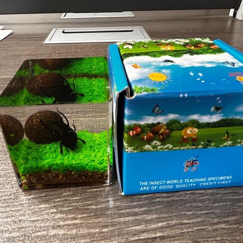 Real Insect in Resin Specimen,Interesting Dung Beetle Pushes Dung Ball Micro-Landscape,Insect Taxidermy Crafts Collection Paperweight(Dung Beetle) in Saudi Arabia