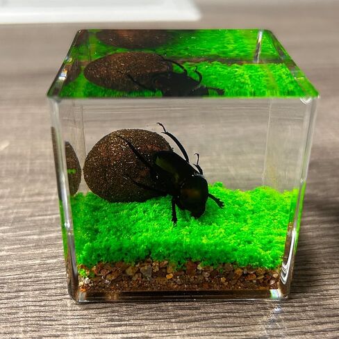 Real Insect in Resin Specimen,Interesting Dung Beetle Pushes Dung Ball Micro-Landscape,Insect Taxidermy Crafts Collection Paperweight(Dung Beetle) in Saudi Arabia
