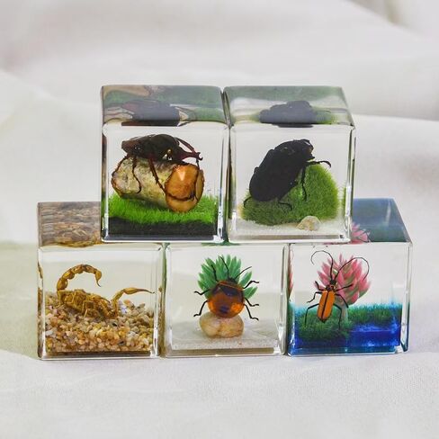 Real Insect in Resin Specimen,Interesting Dung Beetle Pushes Dung Ball Micro-Landscape,Insect Taxidermy Crafts Collection Paperweight(Dung Beetle) in Saudi Arabia