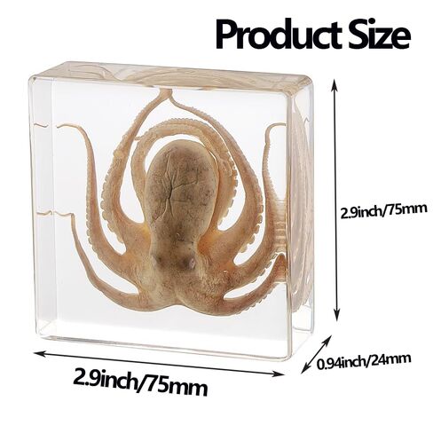 Real Insect in Resin Specimen,Interesting Dung Beetle Pushes Dung Ball Micro-Landscape,Insect Taxidermy Crafts Collection Paperweight(Dung Beetle) in Saudi Arabia