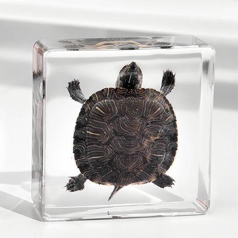 Real Insect in Resin Specimen,Interesting Dung Beetle Pushes Dung Ball Micro-Landscape,Insect Taxidermy Crafts Collection Paperweight(Dung Beetle) in Saudi Arabia