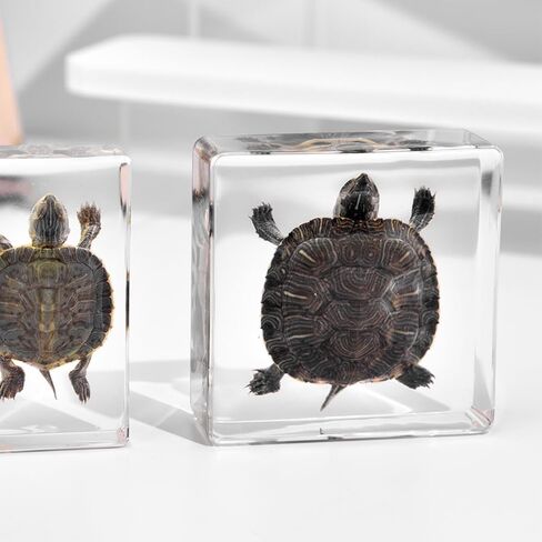 Real Insect in Resin Specimen,Interesting Dung Beetle Pushes Dung Ball Micro-Landscape,Insect Taxidermy Crafts Collection Paperweight(Dung Beetle) in Saudi Arabia