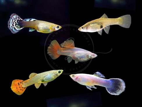 Swimming Creatures™ 5 Dumbo Ear Male Guppy – Live Tropical Freshwater Aquarium Fish in Saudi Arabia
