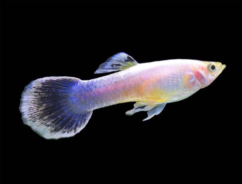 Swimming Creatures™ 5 Dumbo Ear Male Guppy – Live Tropical Freshwater Aquarium Fish in Saudi Arabia