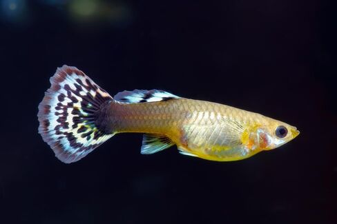 Swimming Creatures™ 5 Dumbo Ear Male Guppy – Live Tropical Freshwater Aquarium Fish in Saudi Arabia