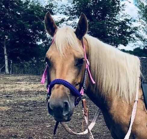 purple side pull hackamore bitless bridle attachment horse tack in Saudi Arabia