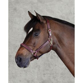 Dover Saddlery Ergonomonic Halter - Oakbark - Cob -C/S in Saudi Arabia