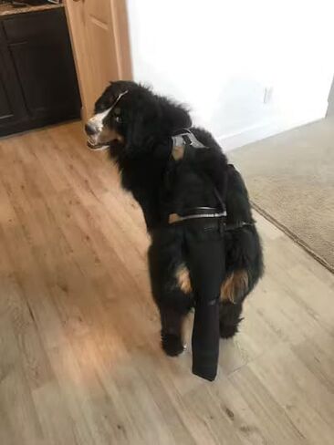 K9 TailSaver® Dog Tail Protector,USA Owned,Protects Injuries and Wounds,Recovery Guard,Adjustable (57-90lb,Tails 10.5-18.5" Large) in Saudi Arabia