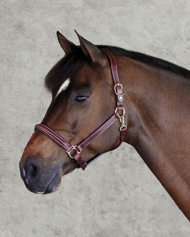 Dover Saddlery Ergonomic Halter - Oakbark - Cob-C/S in Saudi Arabia