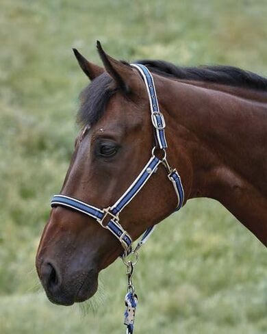دوفر سرجليري الفروسية مبطنة مخطط مخطط الرسن الرصاص - الفحم - Horse -F/S in Kuwait