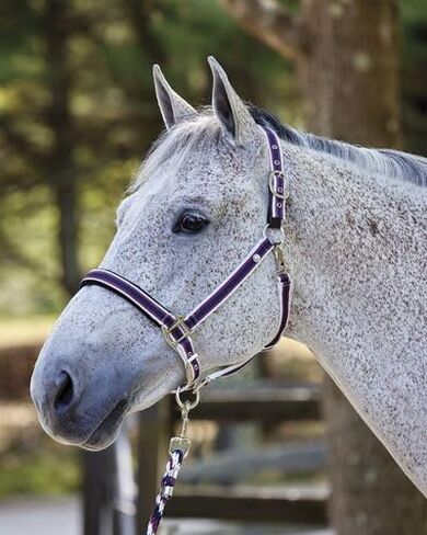 دوفر سرجليري الفروسية مبطنة مخطط مخطط الرسن الرصاص - الفحم - Horse -F/S in Kuwait