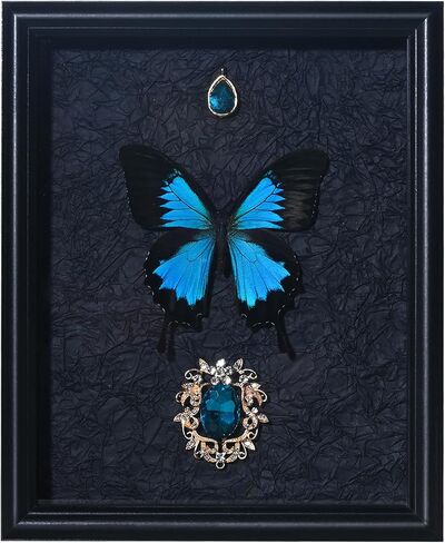 Butterfly Proodfly مؤطرة التحنيط ، 9x11 بوصة زبدة ذبابة عينة لفئة العلوم ، ديكور المنزل جدار الفن ، هدية مثالية لابنة زوجة وصديقة أنثى (أسود وأزرق فينيكس الفراشة) in Saudi Arabia