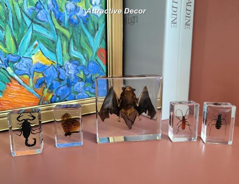 9 أجهزة كمبيوتر حشرات في مجموعة راتنج specimen ، حشرات عينة الحيوانات الحركية الحقيقية في الراتنجات المحفوظة لتعليم العلوم ، مستلزمات علم الحشرات ، عرض الأخطاء ، هدايا الغريب ، الديكور (راتنج الخفافيش 2.95 × 295x0.95 بوصة) in Kuwait