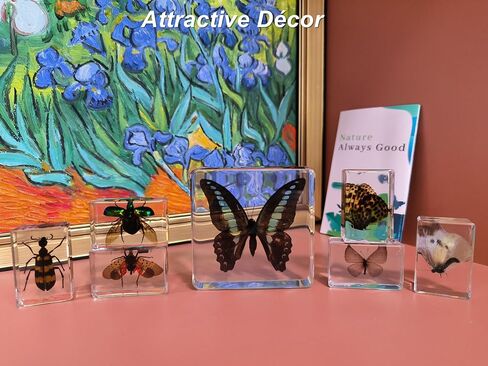 9 أجهزة كمبيوتر حشرات في مجموعة راتنج specimen ، حشرات عينة الحيوانات الحركية الحقيقية في الراتنجات المحفوظة لتعليم العلوم ، مستلزمات علم الحشرات ، عرض الأخطاء ، هدايا الغريب ، الديكور (راتنج الخفافيش 2.95 × 295x0.95 بوصة) in Kuwait