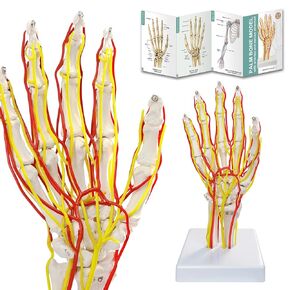 نموذج الشريان اليدوي ، نموذج اليد ، نموذج هيكل عظمي بحجم الحياة مع الشرايين - تشريح مفصل للبحث الطبي وتعليم المريض in Kuwait