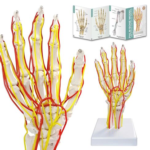 نموذج الشريان اليدوي ، نموذج اليد ، نموذج هيكل عظمي بحجم الحياة مع الشرايين - تشريح مفصل للبحث الطبي وتعليم المريض in Kuwait