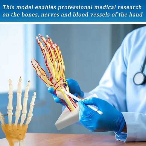 نموذج الشريان اليدوي ، نموذج اليد ، نموذج هيكل عظمي بحجم الحياة مع الشرايين - تشريح مفصل للبحث الطبي وتعليم المريض in Kuwait