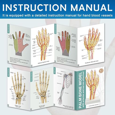 نموذج الشريان اليدوي ، نموذج اليد ، نموذج هيكل عظمي بحجم الحياة مع الشرايين - تشريح مفصل للبحث الطبي وتعليم المريض in Kuwait