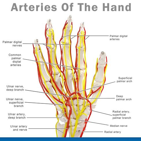 نموذج الشريان اليدوي ، نموذج اليد ، نموذج هيكل عظمي بحجم الحياة مع الشرايين - تشريح مفصل للبحث الطبي وتعليم المريض in Kuwait