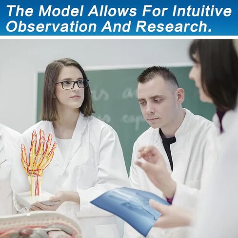 نموذج الشريان اليدوي ، نموذج اليد ، نموذج هيكل عظمي بحجم الحياة مع الشرايين - تشريح مفصل للبحث الطبي وتعليم المريض in Kuwait