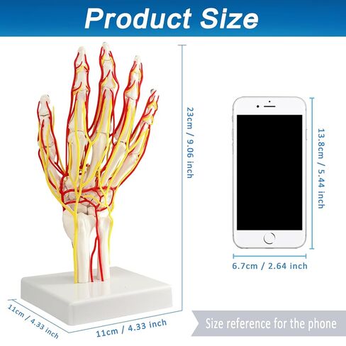 نموذج الشريان اليدوي ، نموذج اليد ، نموذج هيكل عظمي بحجم الحياة مع الشرايين - تشريح مفصل للبحث الطبي وتعليم المريض in Kuwait