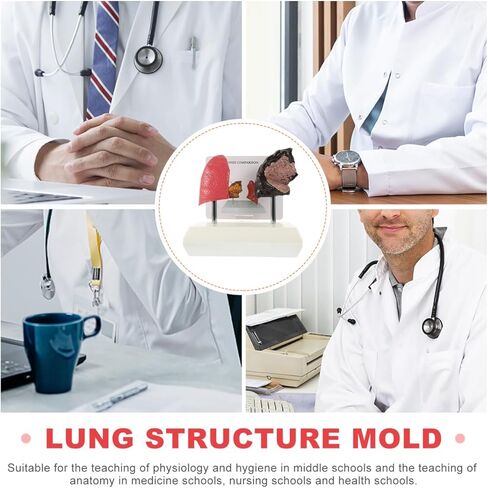 Cabilock Smoking Lung Model and Normal Lung Comparison - Realistic PVC Anatomy Model for Medical Teaching Education and Health Studies in Saudi Arabia