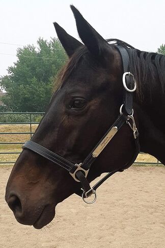Leaders Leather Halter for Horses with Customized Engraved Name Plate Option Halter for Horse Black/Silver in Saudi Arabia
