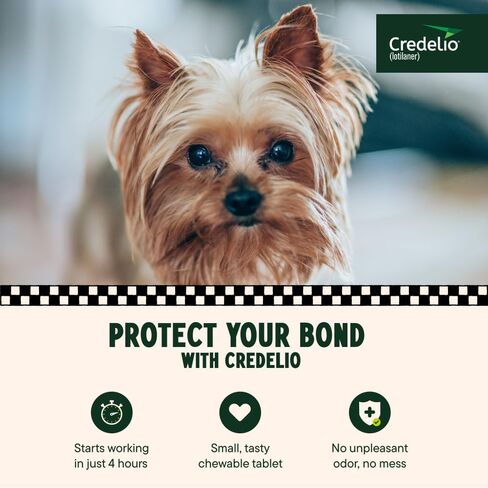 Credelio Tick & Flea الوقاية من الغش وعلاج الكلاب 50.1-100 رطل. | 6 أشهر العرض in Saudi Arabia