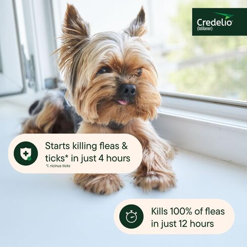 Credelio Tick & Flea الوقاية من الغش وعلاج الكلاب 50.1-100 رطل. | 6 أشهر العرض in Saudi Arabia
