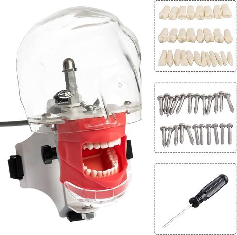 Dental Phantom Head with Typodont Teeth Model, Dental Simulator Manikin Phantom Head for Dentist Teaching Practice Training Demonstration (Dental Phantom Head(Fixe on Dental Chair)) in Kuwait