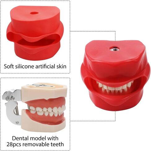 Dental Phantom Head with Typodont Teeth Model, Dental Simulator Manikin Phantom Head for Dentist Teaching Practice Training Demonstration (Dental Phantom Head(Fixe on Dental Chair)) in Kuwait