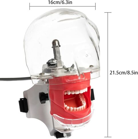 Dental Phantom Head with Typodont Teeth Model, Dental Simulator Manikin Phantom Head for Dentist Teaching Practice Training Demonstration (Dental Phantom Head(Fixe on Dental Chair)) in Kuwait