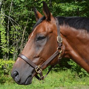 Country Pride Aurora Fancy Stitched Padded Leather Halter with Matching Lead in Saudi Arabia