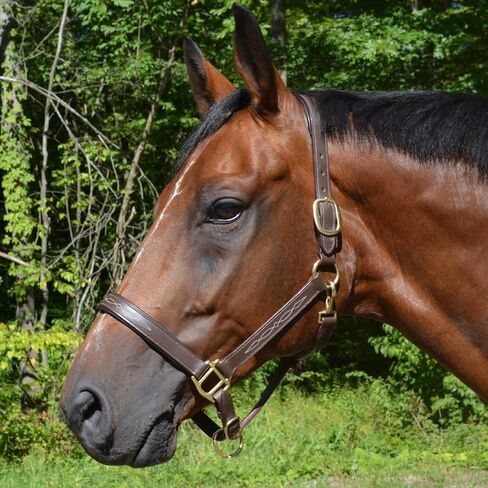 Country Pride Aurora Fancy Stitched Padded Leather Halter with Matching Lead in Kuwait