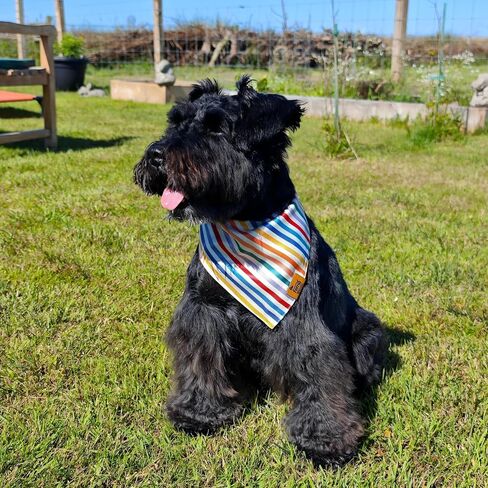 Birthday Dog Bandanas Medium Large, Colorful Sprinkle Stripes, Reversible Soft Breathable Adjustable Scarf for Small Medium Large Dogs Boy Girl Party Outfit Accessory FW2 in Saudi Arabia