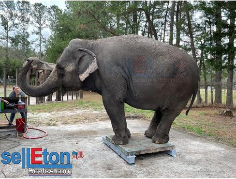 SellEton SL-919-HD Weigh Beam System/Portable Includes 2 Weigh Bars, 4 Stainless Steel Leveling Feet with LED Indicator - 24 Inch, 5K in Saudi Arabia