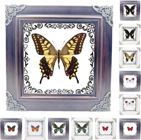 True Colorful Butterfly Specimen Photo Frame, Insect Specimen,Oddities, Biology, Used for Science Education, Gothic Home Decoration Aesthetics (Multicolored Butterfly Vertical Frame) in Kuwait