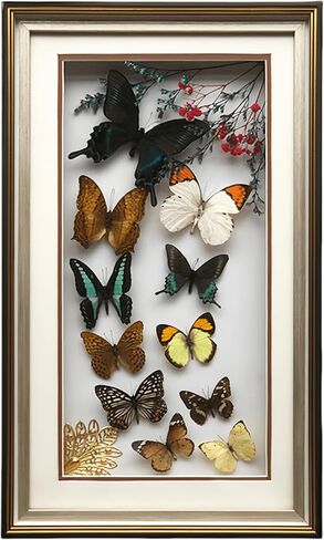 True Colorful Butterfly Specimen Photo Frame, Insect Specimen,Oddities, Biology, Used for Science Education, Gothic Home Decoration Aesthetics (Multicolored Butterfly Vertical Frame) in Kuwait