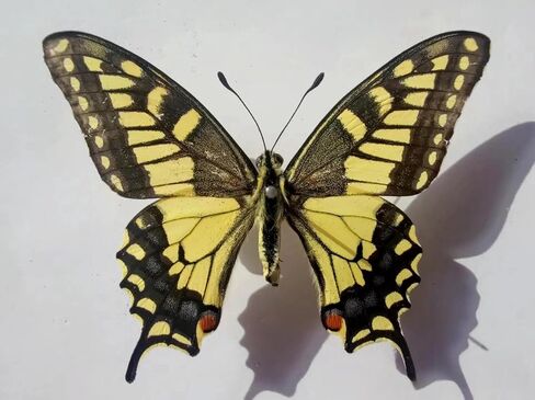 True Colorful Butterfly Specimen Photo Frame, Insect Specimen,Oddities, Biology, Used for Science Education, Gothic Home Decoration Aesthetics (Multicolored Butterfly Vertical Frame) in Kuwait