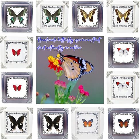 True Colorful Butterfly Specimen Photo Frame, Insect Specimen,Oddities, Biology, Used for Science Education, Gothic Home Decoration Aesthetics (Multicolored Butterfly Vertical Frame) in Kuwait