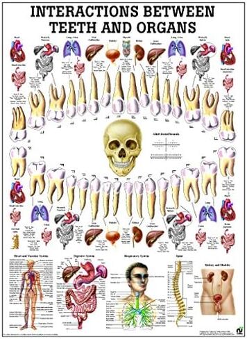 Correlation Between Teeth and Organs Laminated Anatomy Chart in Saudi Arabia