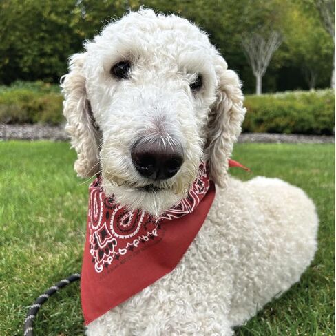 Paisley Dog Bandana Triangles - 100% American Made Cotton - 4 Pack - Red, White, Blue, Gray Paisley Bandana Triangles - Colter Adventure Co. in Kuwait