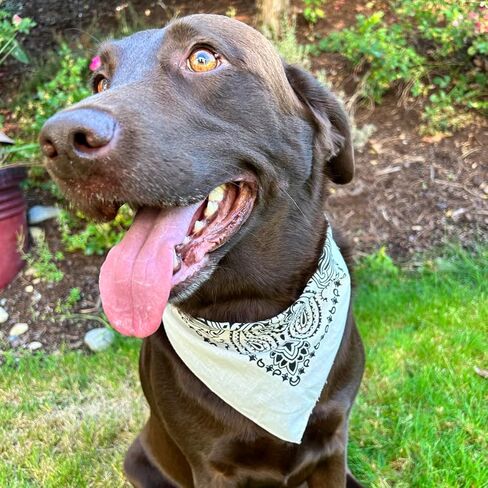 Paisley Dog Bandana Triangles - 100% American Made Cotton - 4 Pack - Red, White, Blue, Gray Paisley Bandana Triangles - Colter Adventure Co. in Kuwait