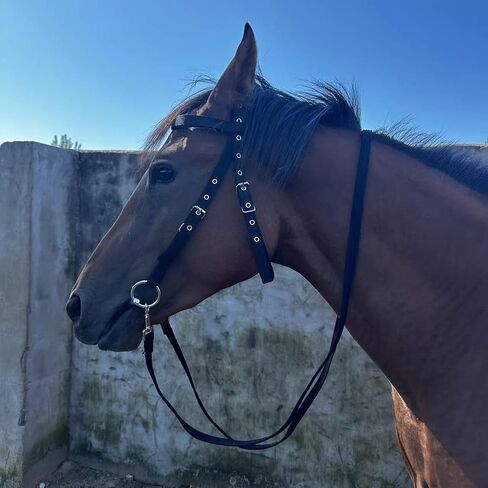 Horse Halter ، Nylon الأنيق الذقن القابل للتعديل الحلق Snap Snap Horse Rope Headstall Trainn in Saudi Arabia