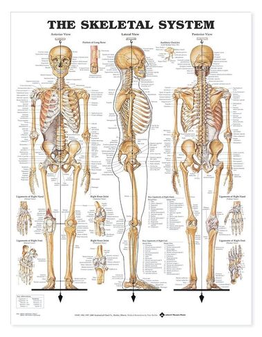 The Skeletal System Giant Chart in Saudi Arabia