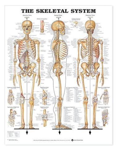 The Skeletal System Giant Chart in Saudi Arabia